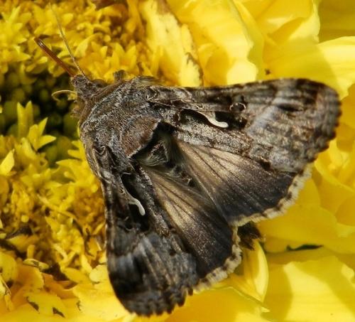 Réf. 219 301 : Autographa gamma